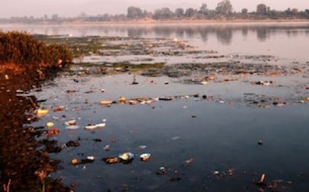 खतरे में MP! प्रदेश की 'लाइफ लाइन' हुई प्रदूषित, NGT ने लगाई सरकार को फटकार