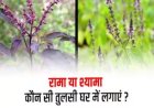 घर में रामा या श्यामा कौन सी तुलसी लगाना होता है शुभ, जानिए दोनों में क्या है फर्क