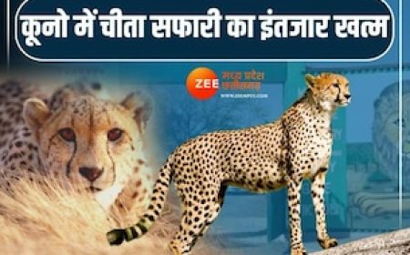खुशखबरी! खत्म हुआ इंतजार कूनों में होगा चीतों का दीदार, CM मोहन इस दिन करेंगे शुभारंभ