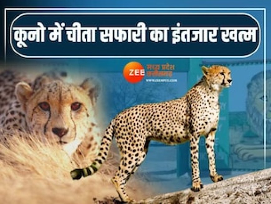खुशखबरी! खत्म हुआ इंतजार कूनों में होगा चीतों का दीदार, CM मोहन इस दिन करेंगे शुभारंभ