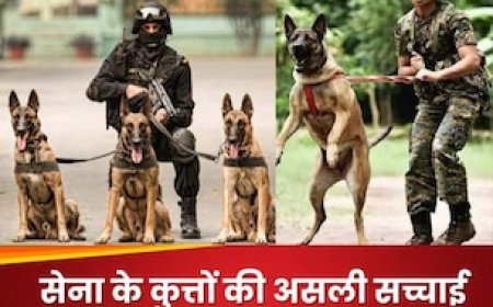 सेना में कुत्तों का क्या होता है काम, मिलती है कितनी सैलरी? रिटायरमेंट के बाद उनका क्या होता है