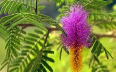 घर पर शमी का पौधा लगाते समय न कर दें ये गलती, वरना शनि देव की नाराजगी का करना पड़ेगा सामना