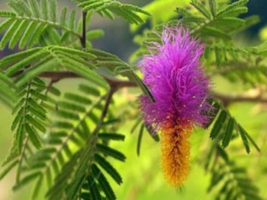 घर पर शमी का पौधा लगाते समय न कर दें ये गलती, वरना शनि देव की नाराजगी का करना पड़ेगा सामना