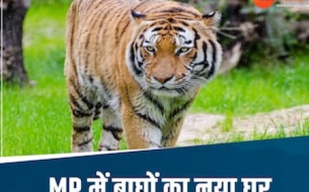 मिल गई केंद्र से हरी झंडी; MP के इस जिले में बनेगा बाघों का नया अशियाना, ये है पूरा प्लान
