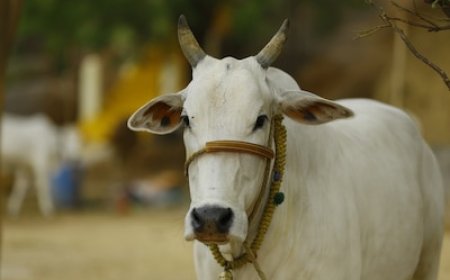 चुनाव से पहले बड़ा ऐलान, इस प्रदेश में गाय को 'राज्यमाता' का दर्जा देने का फैसला