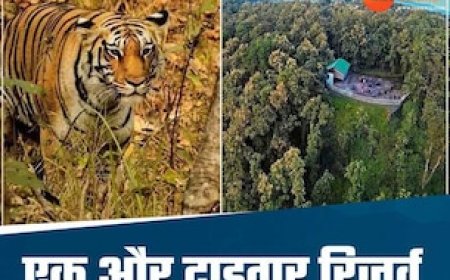 MP को मिलेगी एक और टाइगर रिजर्व की सौगात, सहमति बनी, जल्द आएगा नोटिफिकेशन