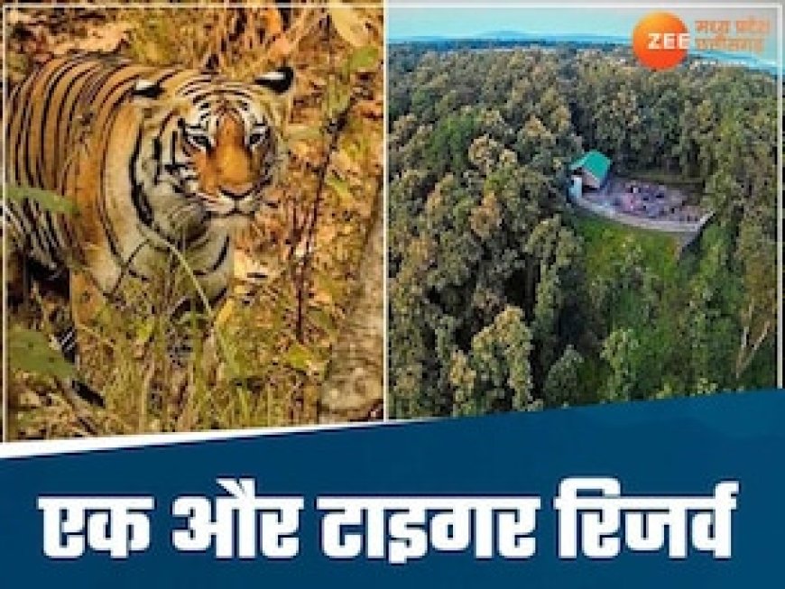 MP को मिलेगी एक और टाइगर रिजर्व की सौगात, सहमति बनी, जल्द आएगा नोटिफिकेशन