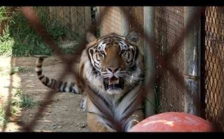 भारत में पालतू जानवरों के रूप में प्रतिबंधित हैं ये 10 जानवर, घर नहीं रख सकते