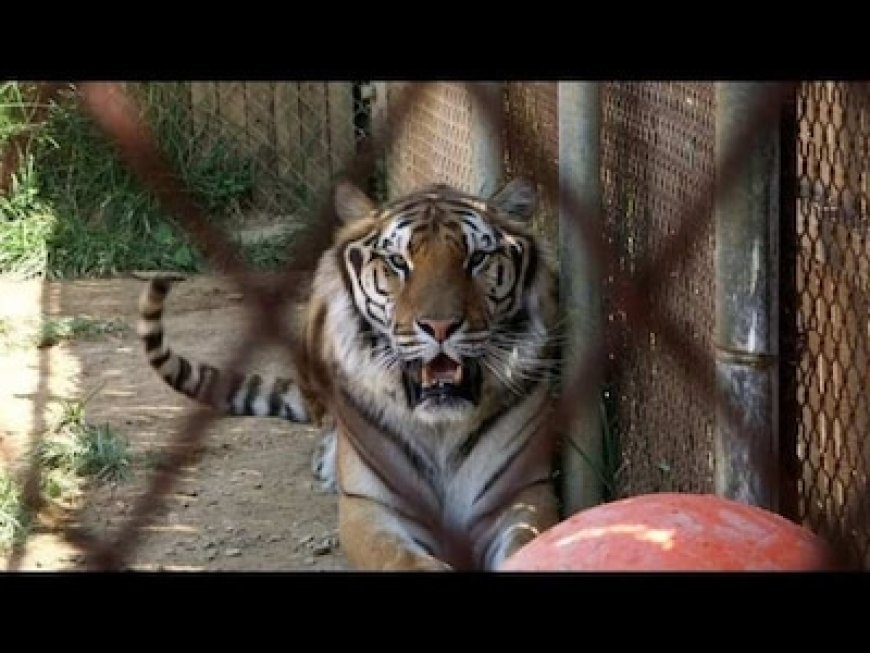 भारत में पालतू जानवरों के रूप में प्रतिबंधित हैं ये 10 जानवर, घर नहीं रख सकते