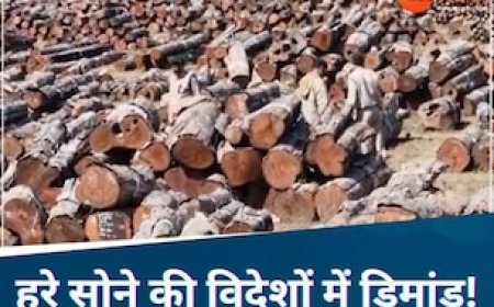 लाल चंदन ही नहीं एमपी के हरे सोने की भी है विदेशों में भारी डिमांड, जानिए खासियत