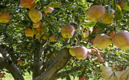 ये तो गजब है! भीषण गर्मी के बीच राजस्थान में पेड़ों पर लदे सेब के फल, टूटा 'ठंड' वाला मिथक