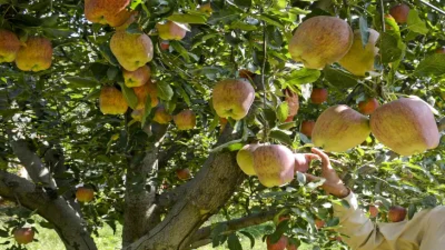 ये तो गजब है! भीषण गर्मी के बीच राजस्थान में पेड़ों पर लदे सेब के फल, टूटा 'ठंड' वाला मिथक