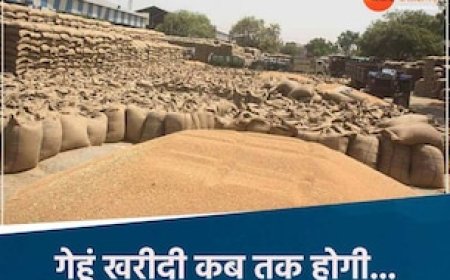 MP में इस तारीख तक MSP पर होगी गेहूं खरीदी, रजिस्ट्रेशन प्रक्रिया बंद, इतना हुआ भुगतान
