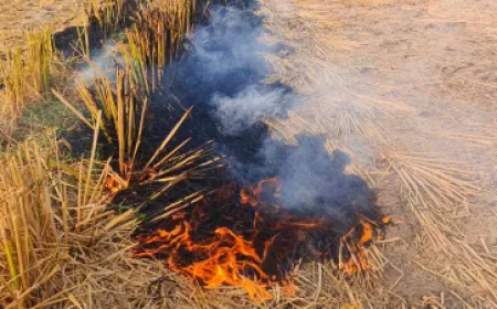 पराली जलाई तो नहीं मिलेगी 'किसान सम्मान निधि', फसल पर MSP भी नहीं, मंत्रिमंडल ने दी मंजूरी