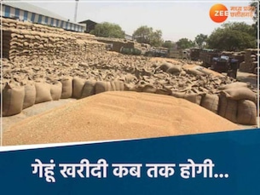 MP में इस तारीख तक MSP पर होगी गेहूं खरीदी, रजिस्ट्रेशन प्रक्रिया बंद, इतना हुआ भुगतान