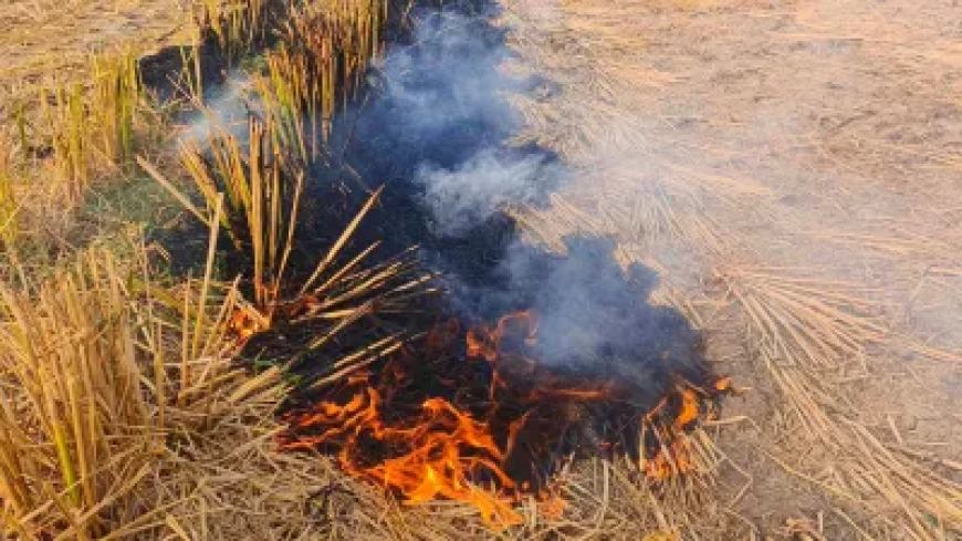 पराली जलाई तो नहीं मिलेगी 'किसान सम्मान निधि', फसल पर MSP भी नहीं, मंत्रिमंडल ने दी मंजूरी