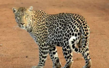 तेंदुए का ऐसा खौफ कि स्कूल में लगाना पड़ा लॉकडाउन, 10 दिन की छुट्टी की गई, इस राज्य का मामला