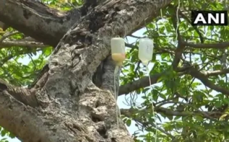 चार एकड़ में फैला है दुनिया का अजूबा पेड़, तबीयत खराब होने पर पीता है स्लाइन, जानते हैं कहां है?