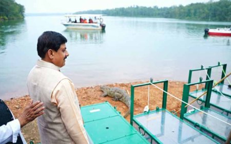 सीएम डॉ. मोहन यादव ने एक और संकल्प किया पूरा, नर्मदा में छोड़े मगरमच्छ, जानें क्या होगा फायदा?