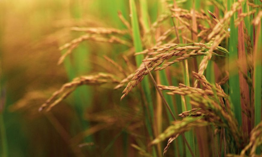 नजूल ज़मीन किसे कहते हैं?