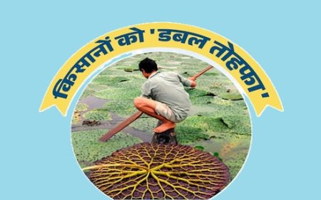 अब MP में बिहार की तरह होगी मखाना की खेती; 4 जिलों में पायलट प्रोजेक्ट लागू