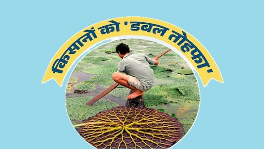 अब MP में बिहार की तरह होगी मखाना की खेती; 4 जिलों में पायलट प्रोजेक्ट लागू