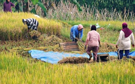 MP के किसानों के लिए खुशखबरी, मोहन सरकार शुरू करेगी ‘लखपति एक बीघा किसान योजना’, जानिए किसे होगा फायदा