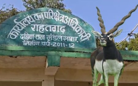 काले हिरण शिकार मामले में बड़े खुलासे; वन विभाग-STF की रिमांड पूरी, मास्टरमाइंड कौन?