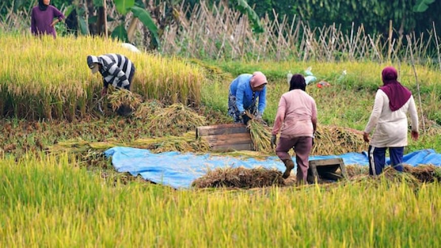 MP के किसानों के लिए खुशखबरी, मोहन सरकार शुरू करेगी ‘लखपति एक बीघा किसान योजना’, जानिए किसे होगा फायदा