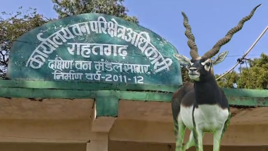 काले हिरण शिकार मामले में बड़े खुलासे; वन विभाग-STF की रिमांड पूरी, मास्टरमाइंड कौन?