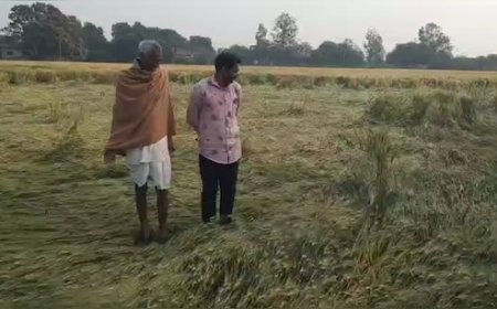 एमपी में अचानक बारिश से फसलें बर्बाद, किसानों को मुआवजा देगी सरकार; IMD ने फिर जारी किया बारिश का अलर्ट