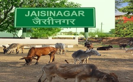 MP के सागर में बनेंगी अत्याधुनिक गौशालाएं; 442 एकड़ भूमि आवंटित, ग्रामीणों को रोजगार