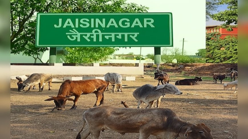 MP के सागर में बनेंगी अत्याधुनिक गौशालाएं; 442 एकड़ भूमि आवंटित, ग्रामीणों को रोजगार