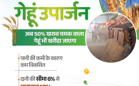 50% खराब चमक वाला गेहूं! घबराएं नहीं अन्नदाता, इन्हें भी खरीदेगी हमारी सरकार
