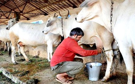 नमो' और 'मोहन'  की संकल्प शक्ति का कमाल, गौ-वंश संरक्षण से लेकर दुग्ध क्रान्ति में एमपी का धमाल
