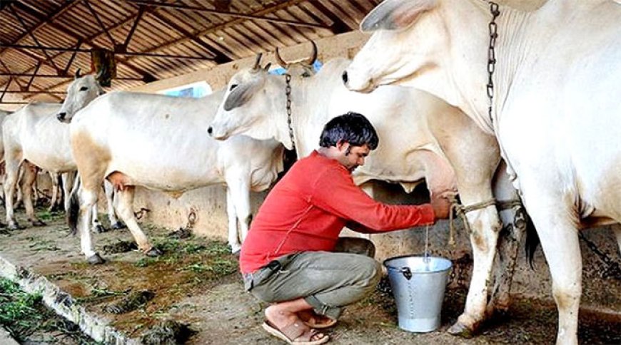 नमो' और 'मोहन'  की संकल्प शक्ति का कमाल, गौ-वंश संरक्षण से लेकर दुग्ध क्रान्ति में एमपी का धमाल
