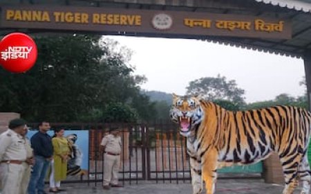 पन्ना टाइगर रिजर्व ने बनाया रिकॉर्ड: 2.63 लाख पर्यटकों से 8.77 करोड़ की कमाई, बाघों के दीदार बने आकर्षण