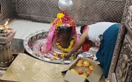 महाकाल दरबार पहुंचे 8 लाख के दुर्लभ आम: 18 कुत्तों के पहरे में पके फल देखने उमड़े श्रद्धालु