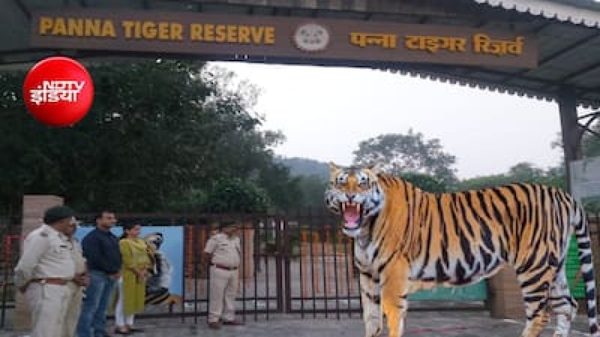 पन्ना टाइगर रिजर्व ने बनाया रिकॉर्ड: 2.63 लाख पर्यटकों से 8.77 करोड़ की कमाई, बाघों के दीदार बने आकर्षण