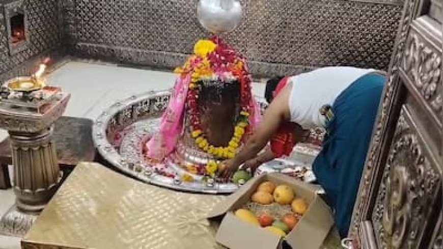 महाकाल दरबार पहुंचे 8 लाख के दुर्लभ आम: 18 कुत्तों के पहरे में पके फल देखने उमड़े श्रद्धालु
